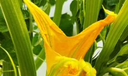 Nature et Saveurs - Ferme Aquaponique et Permacole Astérienne - Fleurs de Courgette - 10 pièces