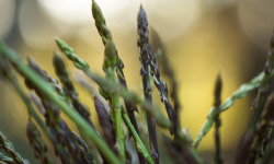 Naturélium - Asperge sauvage - botte de 100g