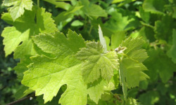 Des Poules et des Vignes à Bourgueil - 10 feuilles de vignes