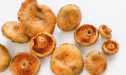 Naturélium - Lactaire délicieux sauvage frais
