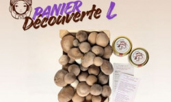 Les Myconautes - Panier Myconautes champignons bio - Taille L