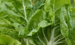 ChâteauFer - Blette à carde -  Botte 500g