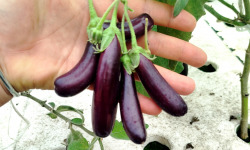 Nature et Saveurs - Ferme Aquaponique et Permacole Astérienne - Mini Aubergines Pourpres Gastronomiques Little Finger