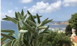 Le Jardin des Antipodes - Sauge Fraiche Bio 500g