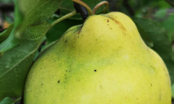 Mon Petit Producteur - Coing Bio [1 kg]