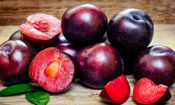 L’Oliveraie du Coudon - PRUNES Obilnaya 5 Kg env
