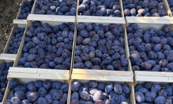 Vergers des brunots - Prune "Stanley" 5kg