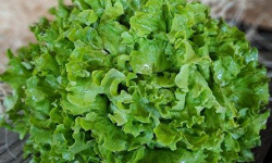 Les Jardins de Gérard - Salade Batavia Bio - Lot de 2