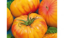 Les Champs Paradis - tomate ananas véritable 1 kg
