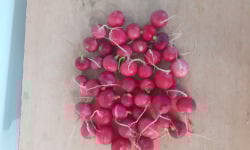 Le Châtaignier - radis sans fane