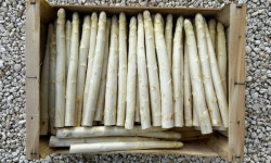 Les Asperges Perroteau - Asperges Blanches du Blayais IGP - catégorie 16/22- 5kg