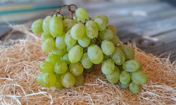 Les Jardins de Gérard - Raisin blanc Bio - 1 kg