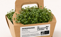 Ma Micropousse culinaire - Micro-pousses bio de brocoli Calabrese – 4 barquettes
