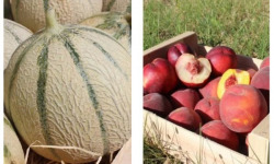 Domaine Reverchon - 5kg de melons + 5kg de pêches jaunes