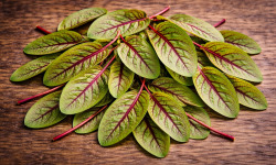 Nature et Saveurs - Ferme Aquaponique et Permacole Astérienne - Jeunes feuilles d’oseille sanguine – fraîcheur acidulée et relie