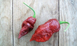 HERBA HUMANA - Piment frais Choco Gost Jami 14g