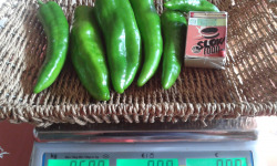 LES JARDINS DE KARINE - Poivrons verts - 500g