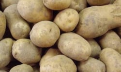 Les Jardins de Gérard - Pomme de terre Charlotte Bio - 1kg