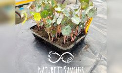 Nature et Saveurs - Ferme Aquaponique et Permacole Astérienne - Micropousses de capucine coupées - 60g