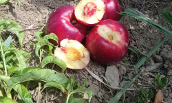 Massot Delphine et Garrigue Marc - Nectarine blanche BIO du Roussillon
