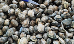 Huitres Damerose - Palourdes de la Ria d'Etel - 2kg