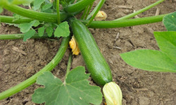 Les Jardins de Mondpa - courgette longue