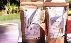 Chicorée Aceae - Pack Grains & Infusion – L’authentique de la Chicorée