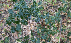Des Poules et des Vignes à Bourgueil - Branches  de houx