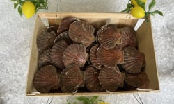 Laurenti et fils - Coquilles Saint-Jacques Vivantes - 12kg