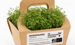 Ma Micropousse culinaire - Micro-pousses de cerfeuil bio – 16 barquettes