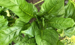 ChâteauFer - Erbette botte 600g