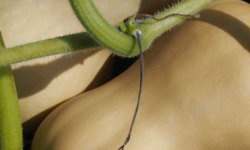 Mon Petit Producteur - Courge Butternut Bio [poids moyen 1.3kg]