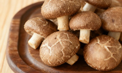 Cham B - Shiitakés Français Extra Frais 250g