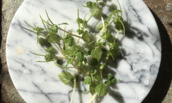 Le Jardin des Antipodes - Herbe À Couresse