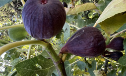 Domaine Reverchon - Figue noir du Vaucluse 1kg