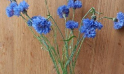 Rébecca les Jolies Fleurs - 300 fleurs de bleuet avec tiges couleur bleu