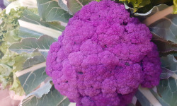 Le Châtaignier - chou fleur violet