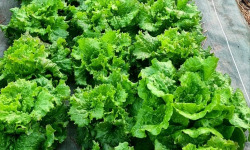 La Ferme de Goas Per - Salade bio - 2 pièce