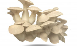 Naturélium - Le pleurote du panicaut 500g