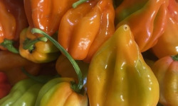 La Cabane à plantes - Piment Volcanique Habanero 20g