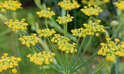 Rébecca les Jolies Fleurs - Fleurs de Fenouil