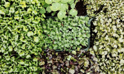Nature et Saveurs - Ferme Aquaponique et Permacole Astérienne - Trio de micropousses coupées – fraîcheur prête à dresser