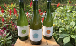 Nature et Saveurs - Ferme Aquaponique et Permacole Astérienne - Coffret Kombucha Bio Bysco - 3x75cl