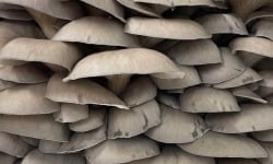 Naturélium - Le pleurote en huître (Pleurotus ostreatus) 2kg