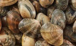 Brest Marée - Palourdes Grises de Bretagne - 500g