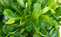 Aux Jardins des Colibris - 200g de Mache fraiche Bio
