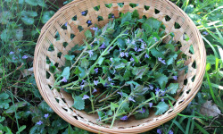 L'herbandine - Lierre Terrestre - 200 g