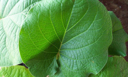 Nature et Saveurs - Ferme Aquaponique et Permacole Astérienne - Hoja Santa (Feuilles Fraiches)