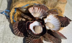 Fine de Cancale - Coquilles Saint Jacques Vivantes - 5kg