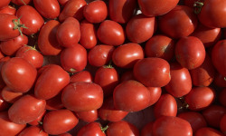 La Ferme d'Artaud - Tomates italiennes - 10 kg